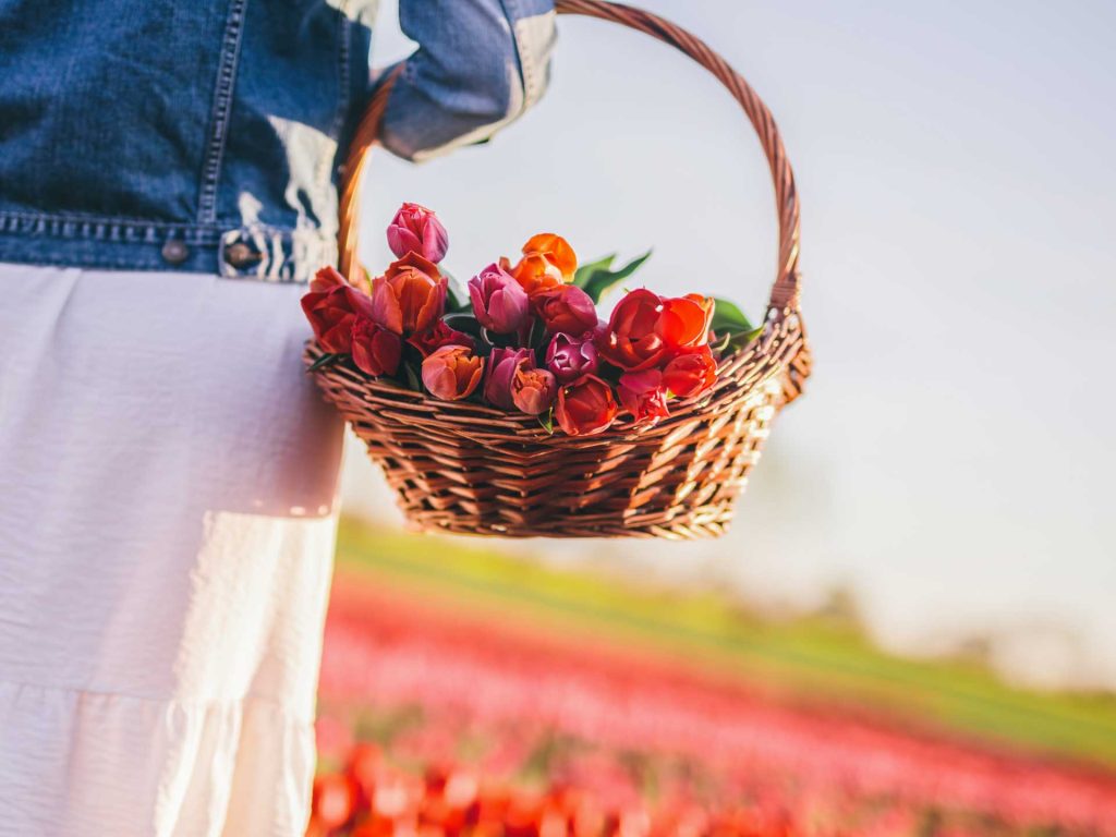 Balaton szállás Zamárdi Platán Garden & Rooms tulipánszüret Kőröshegy