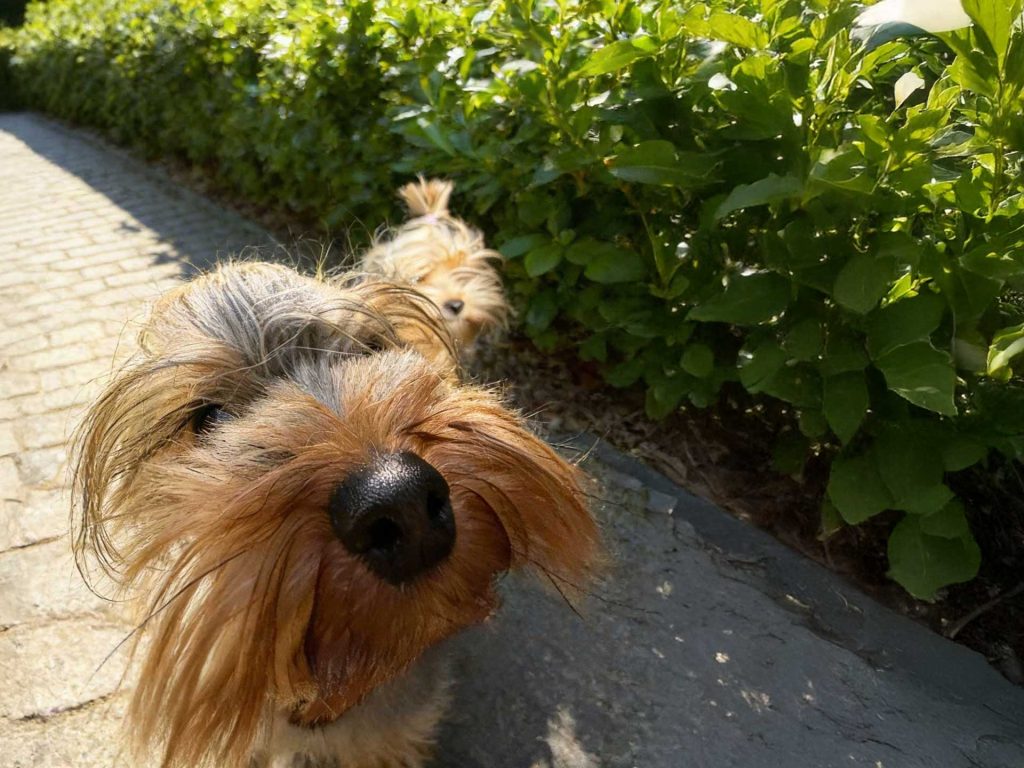 Balaton szálloda Zamárdi Platán Garden & Rooms kisállatbarát kutyabarát