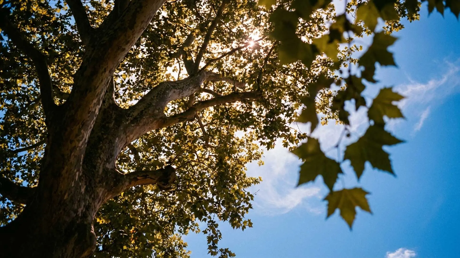 A Platán Garden & Rooms egy családias hangulatú balatoni hotel Zamárdiban, pár perc sétára a Balatontól.