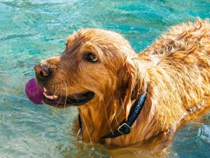 Balaton Urlaub Zamárdi Hundefreundlicher Strand