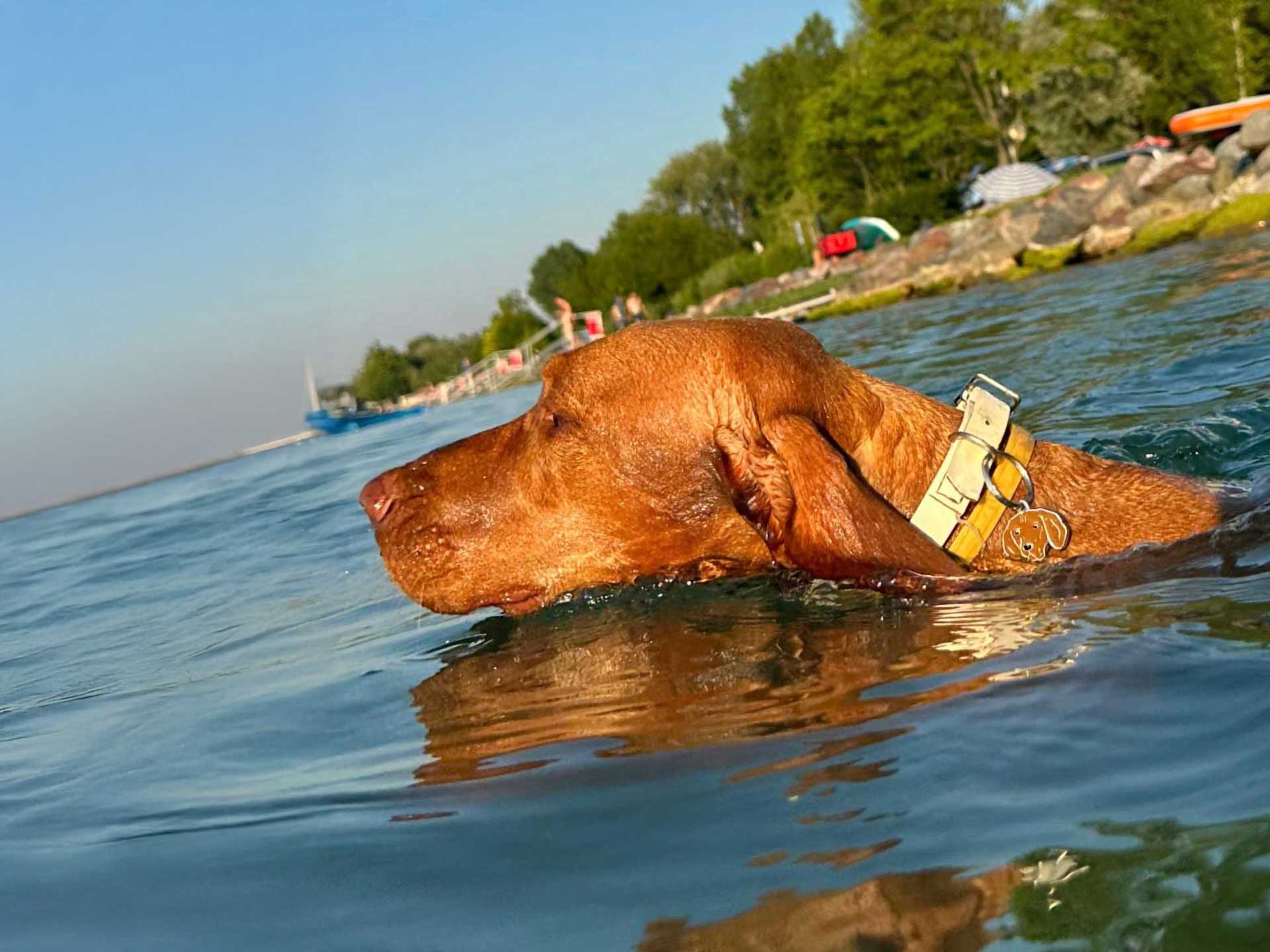 Holiday at Lake Balaton – Zamárdi among the top destinations 2 Dog-friendly beach at Mirabella Camping, free entry for guests of Platán Garden & Rooms