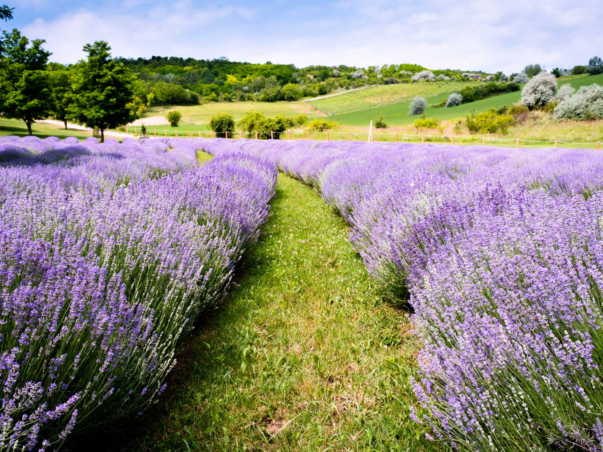 déli part Balaton Zamárdi Kőröshegyi Levendulás Platán Hotel