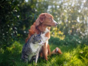 haustierfreundliche Unterkunft Balaton Platán Hotel Zamárdi