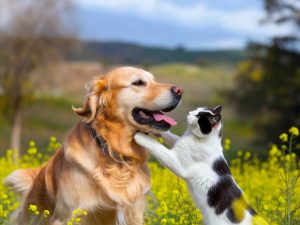 haustierfreundliche Unterkunft Balaton Platán Hotel Zamárdi