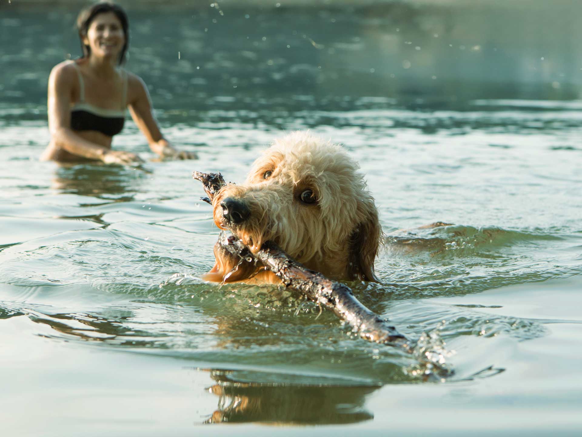 Kutyabarát szállás a Balatonnál 3 kutyabarát szállás Balaton Platán Hotel Zamárdi