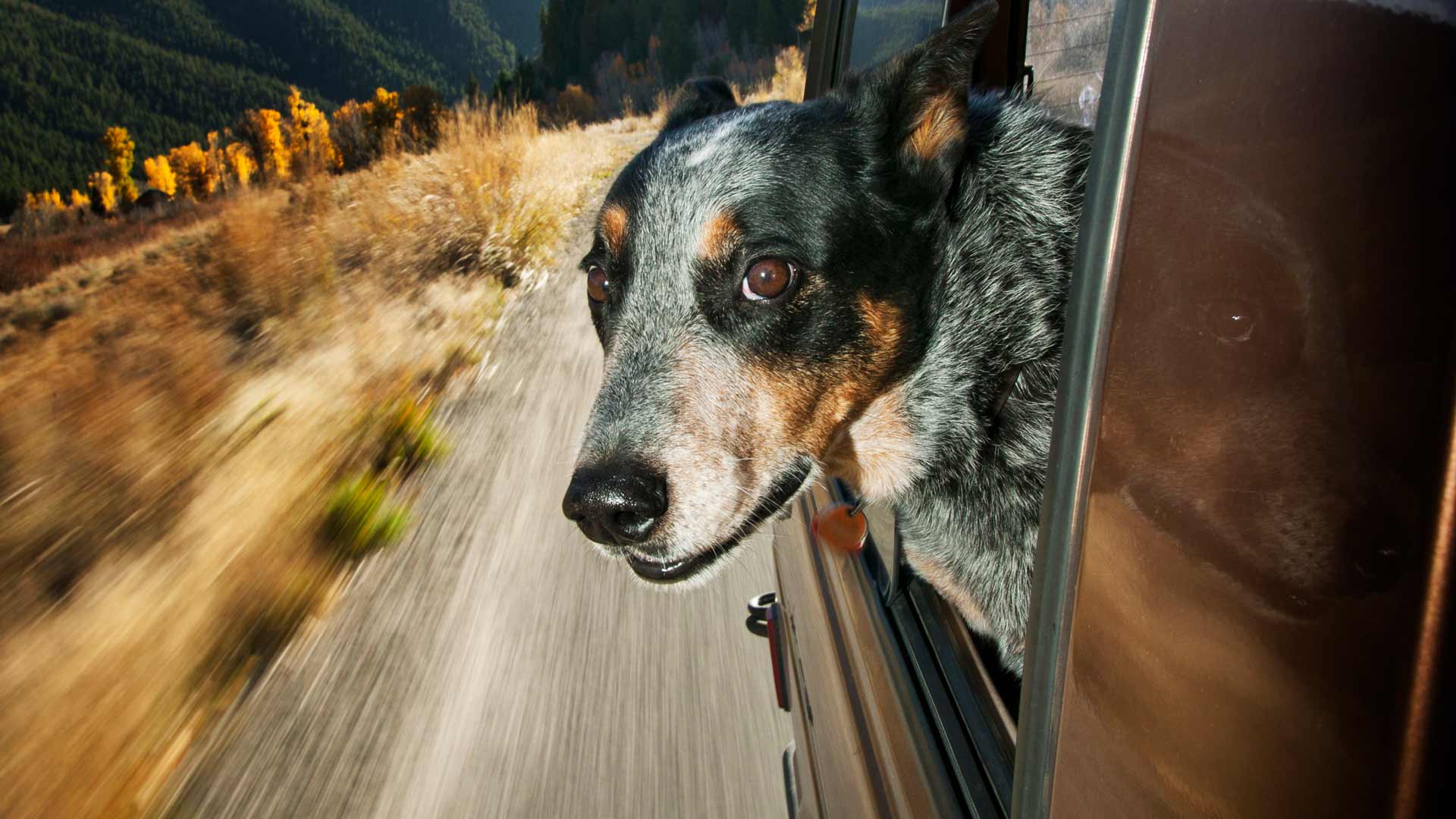 kutyabarát szálloda Platán Hotel Zamárdi Balaton