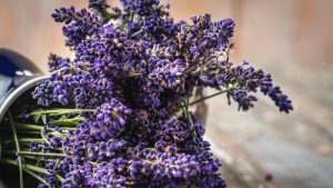 levendula fesztivál Balaton Platán Hotel