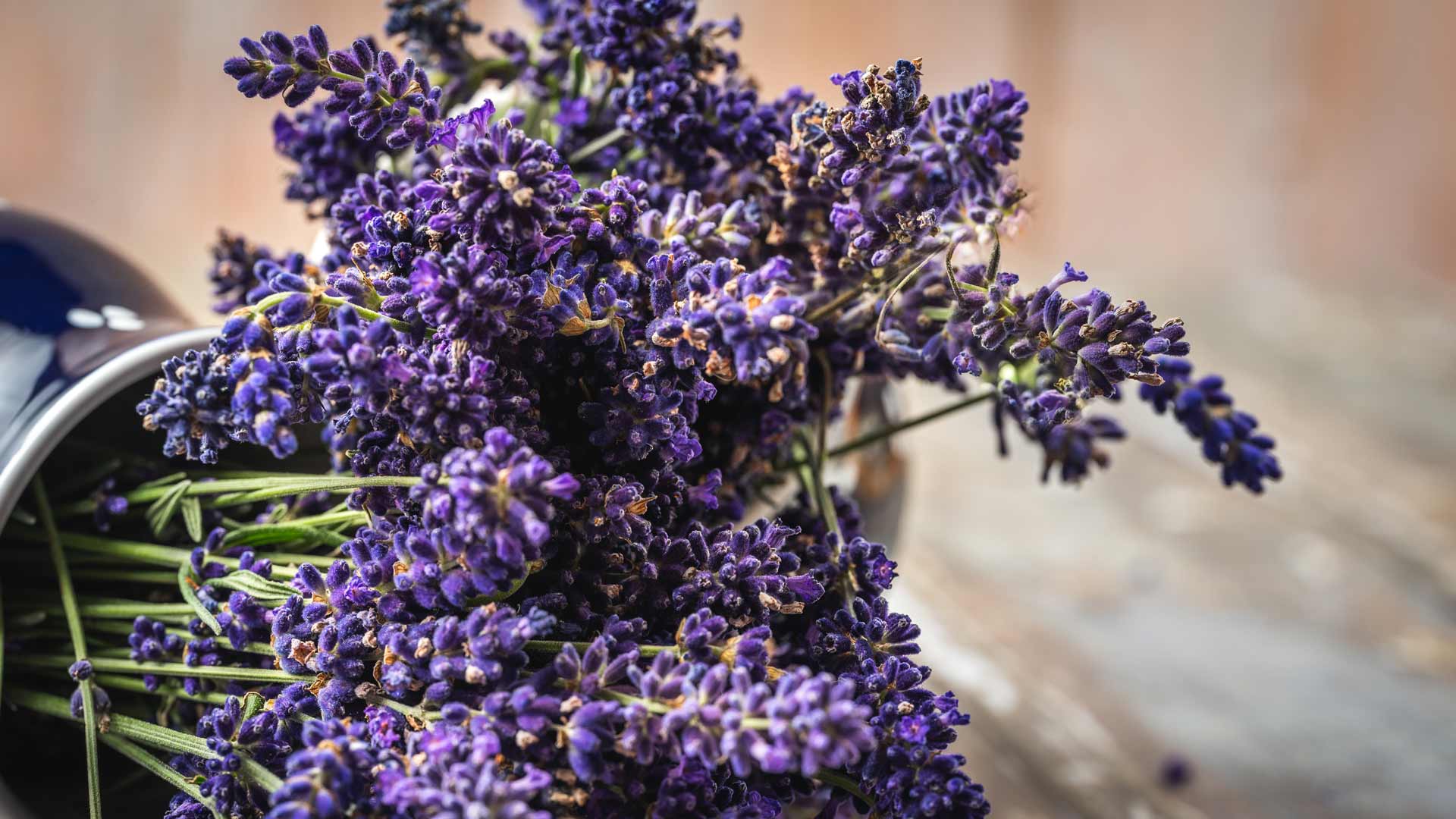 Lilába öltözik a Balaton környéke - Levendula fesztiválok 2023-ban 2 levendula fesztivál Balaton Platán Hotel