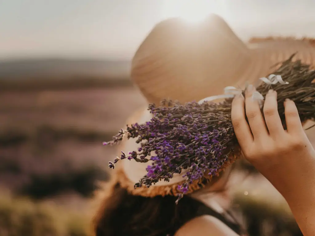 lenedulahetek levendula Balaton Kőröshegyi Levendulás Zamárdi Platán hotel