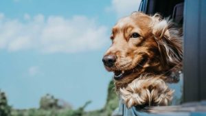 Platán Hotel Balaton Zamárdi kutybarát szállás