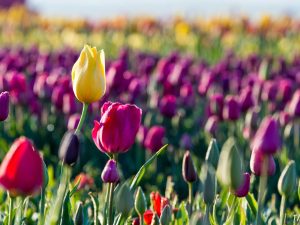 Tulipánszüret Kőröshegyi Levendulás Zamárdi Platan Garden & Rooms